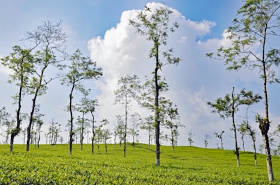 a group of trees in a field