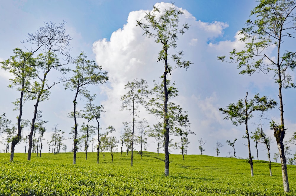 a group of trees in a field