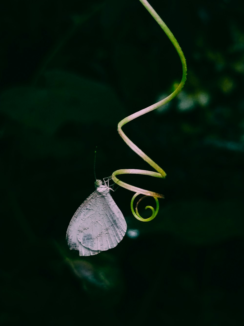 a butterfly on a leaf