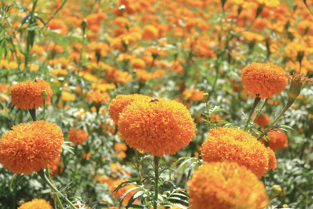 a bee on a flower