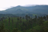 Best Rainy Day Activities in Wayanad When the Weather Turns