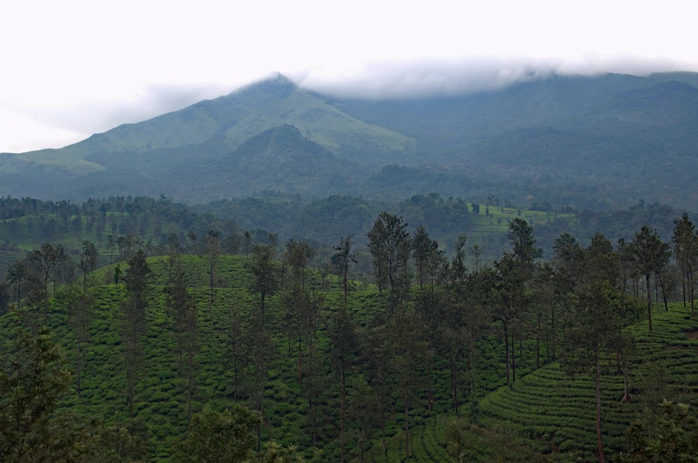 a forest of trees in front of a mountain