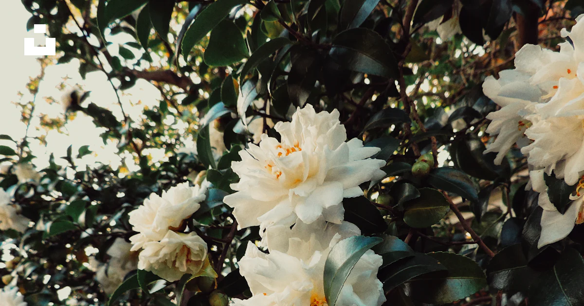 A close up of flowers photo – Free Flower Image on Unsplash