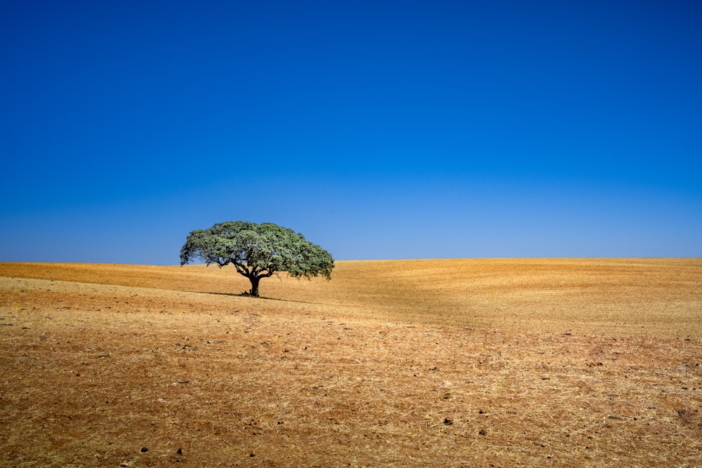 uma árvore em um campo