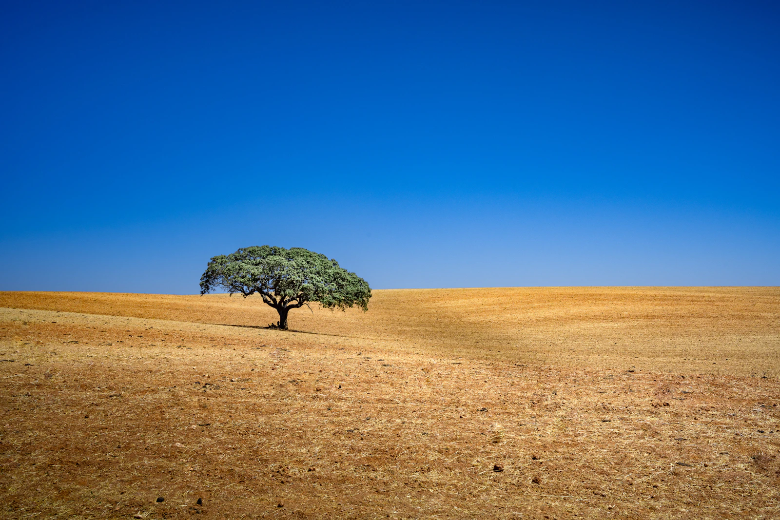 São Lourenço do Barrocal