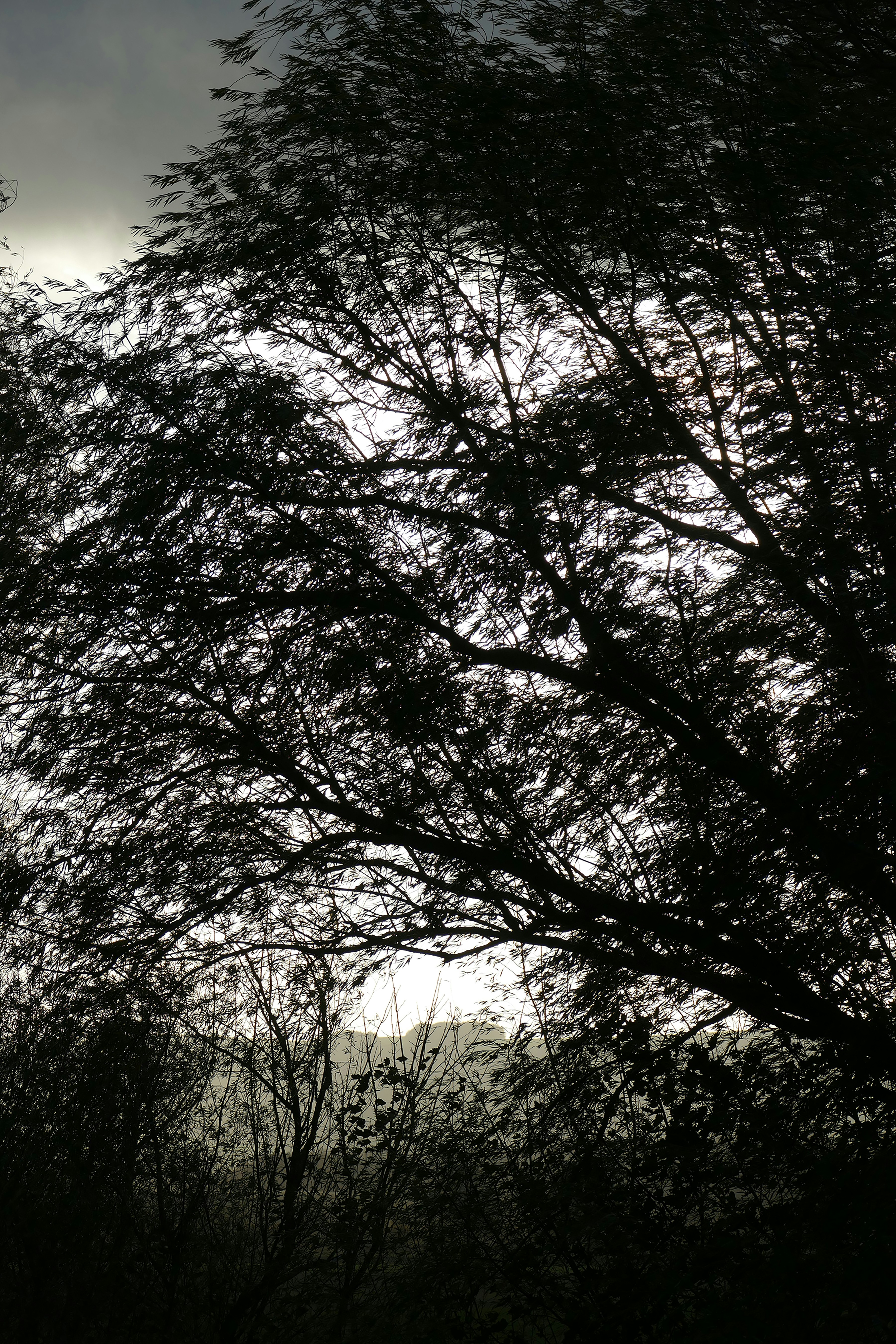 Photo by jonnieturpie