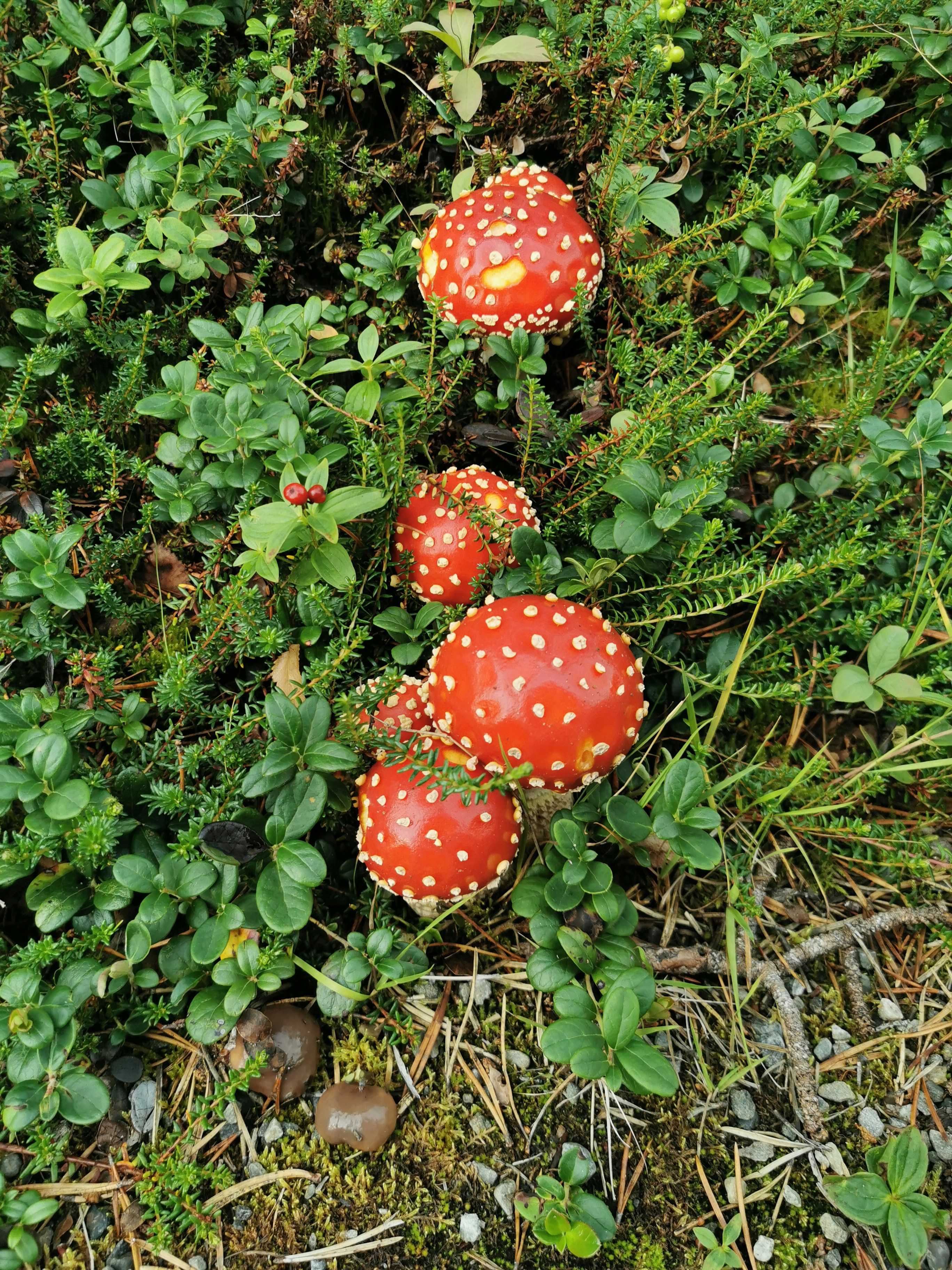 Un grupo de hongos rojos creciendo en un bosque foto – Imagen de Hongo  gratuita en Unsplash, image size:3000x4000