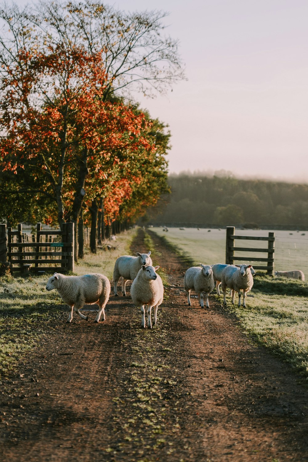 a group of sheep on a dirt road