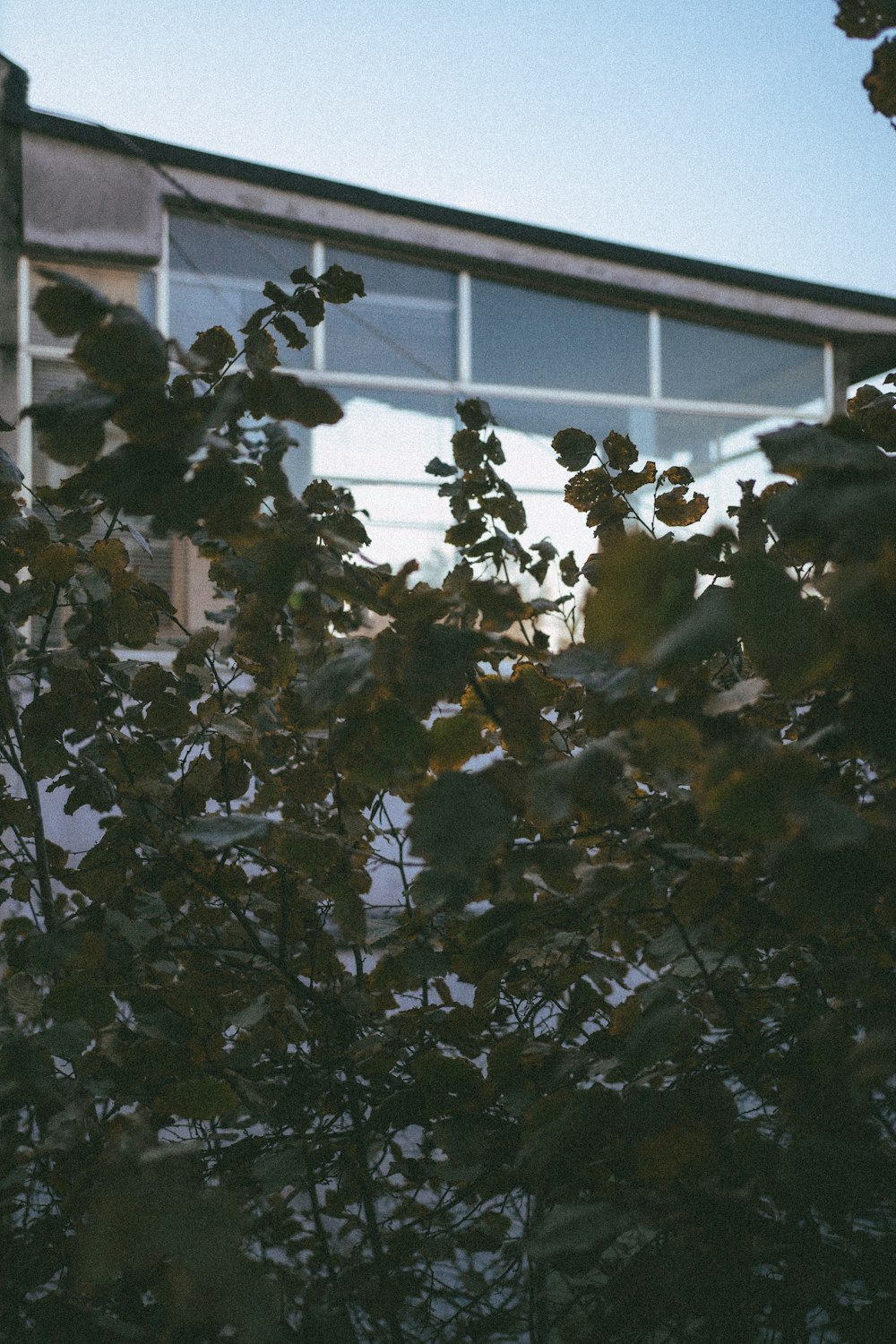 a tree with leaves in front of a building