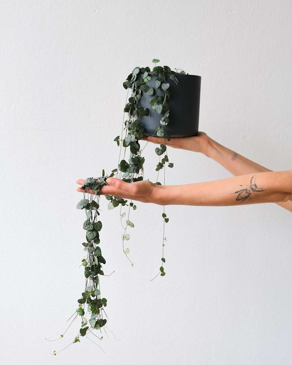 a hand holding a plant