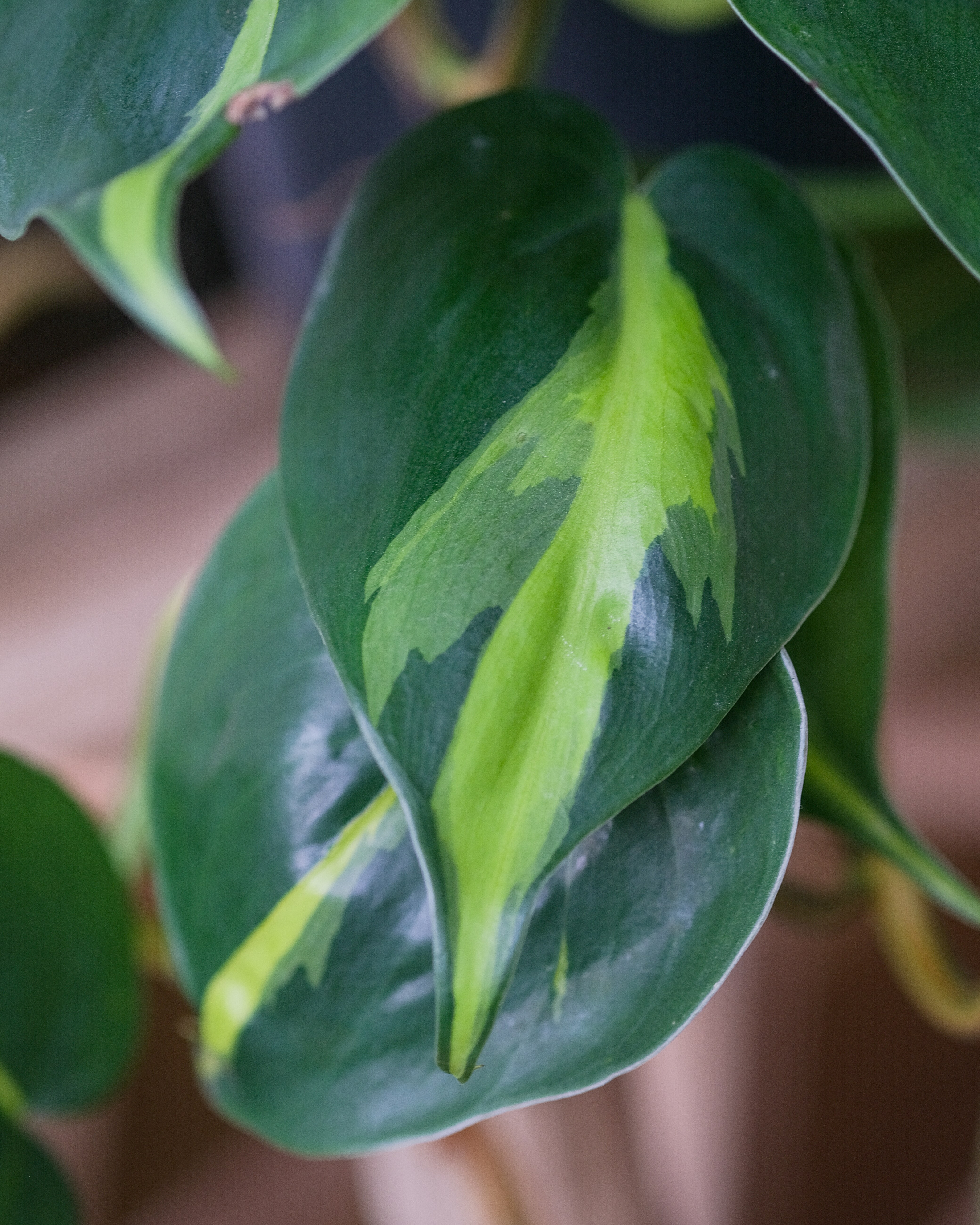 Photo by feeypflanzen