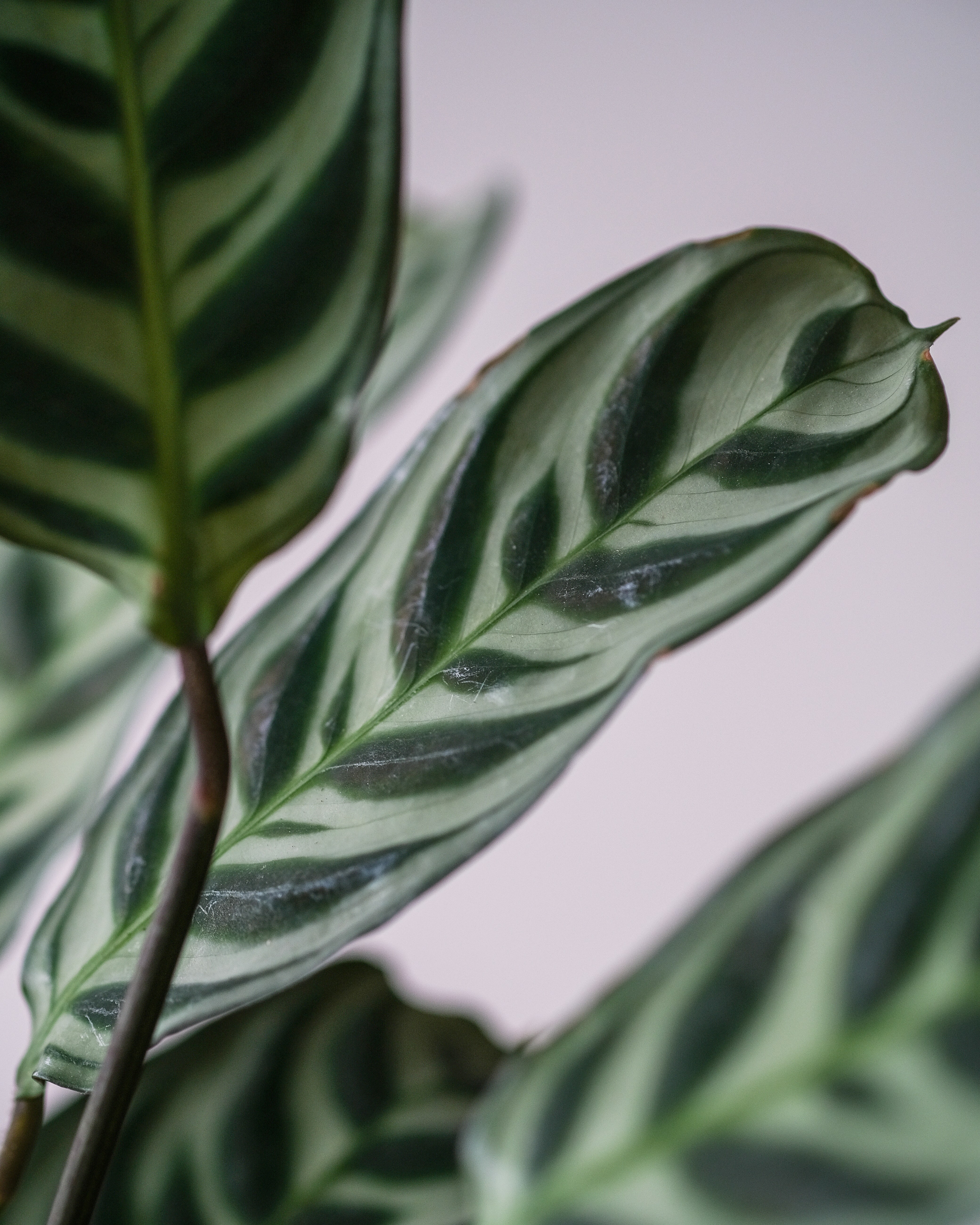 Photo by feeypflanzen