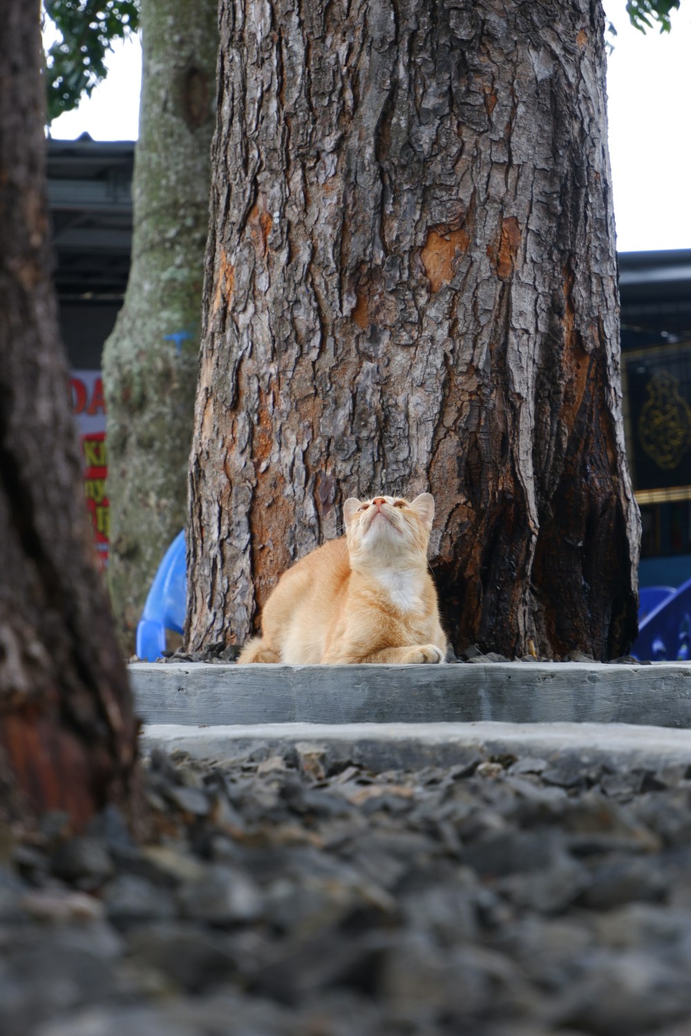 a cat sitting on a tree