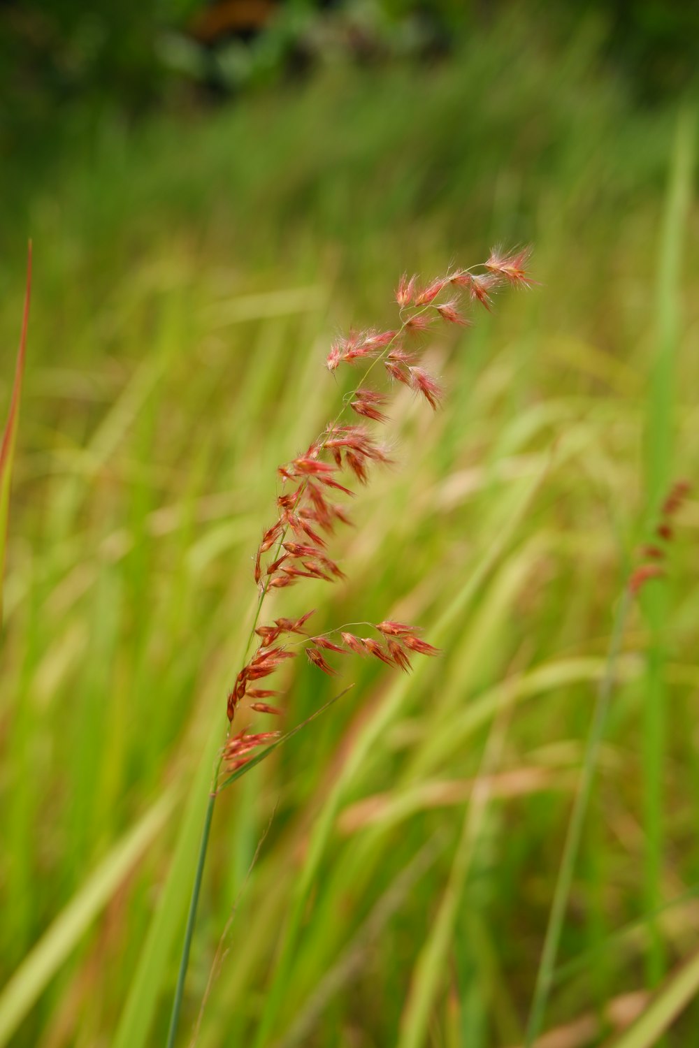 a close up of a plant