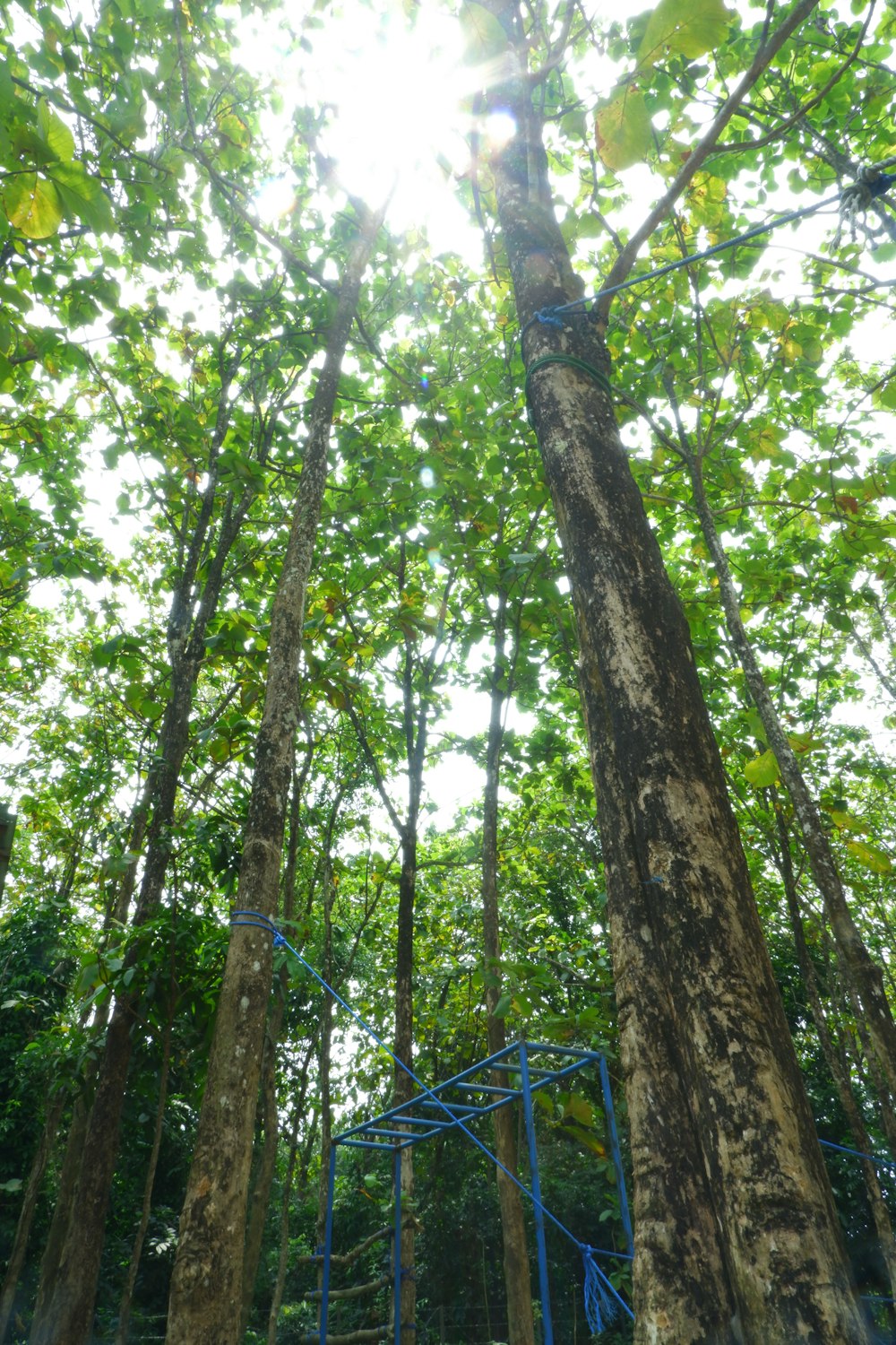 a blue cage in a tree