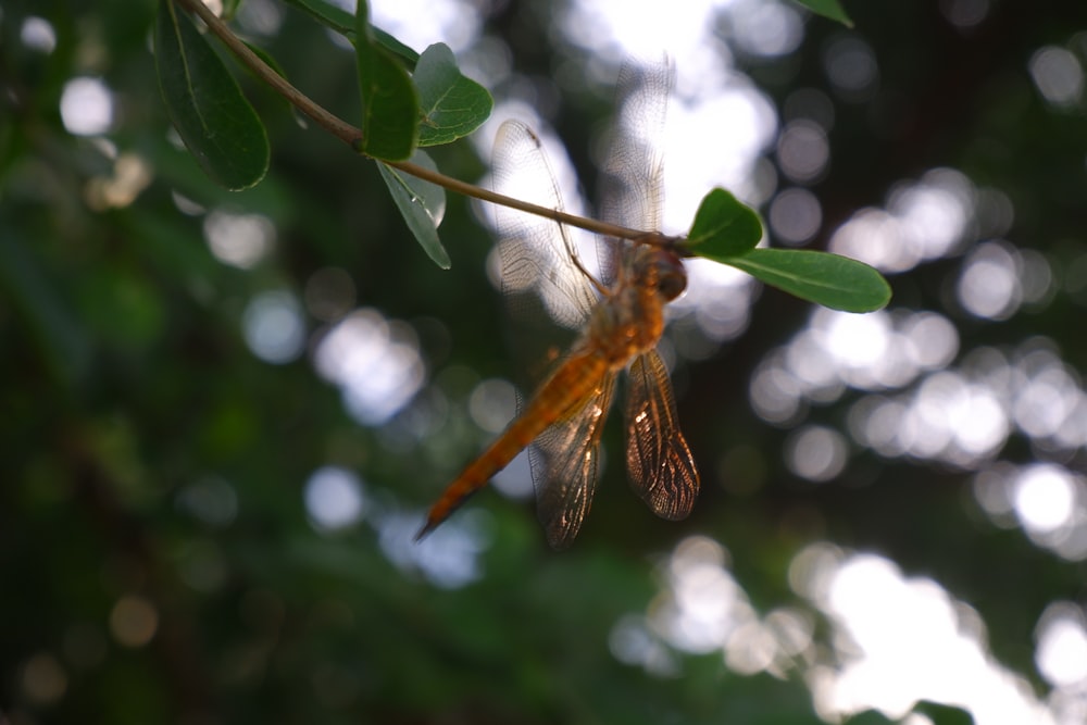 a bee on a branch