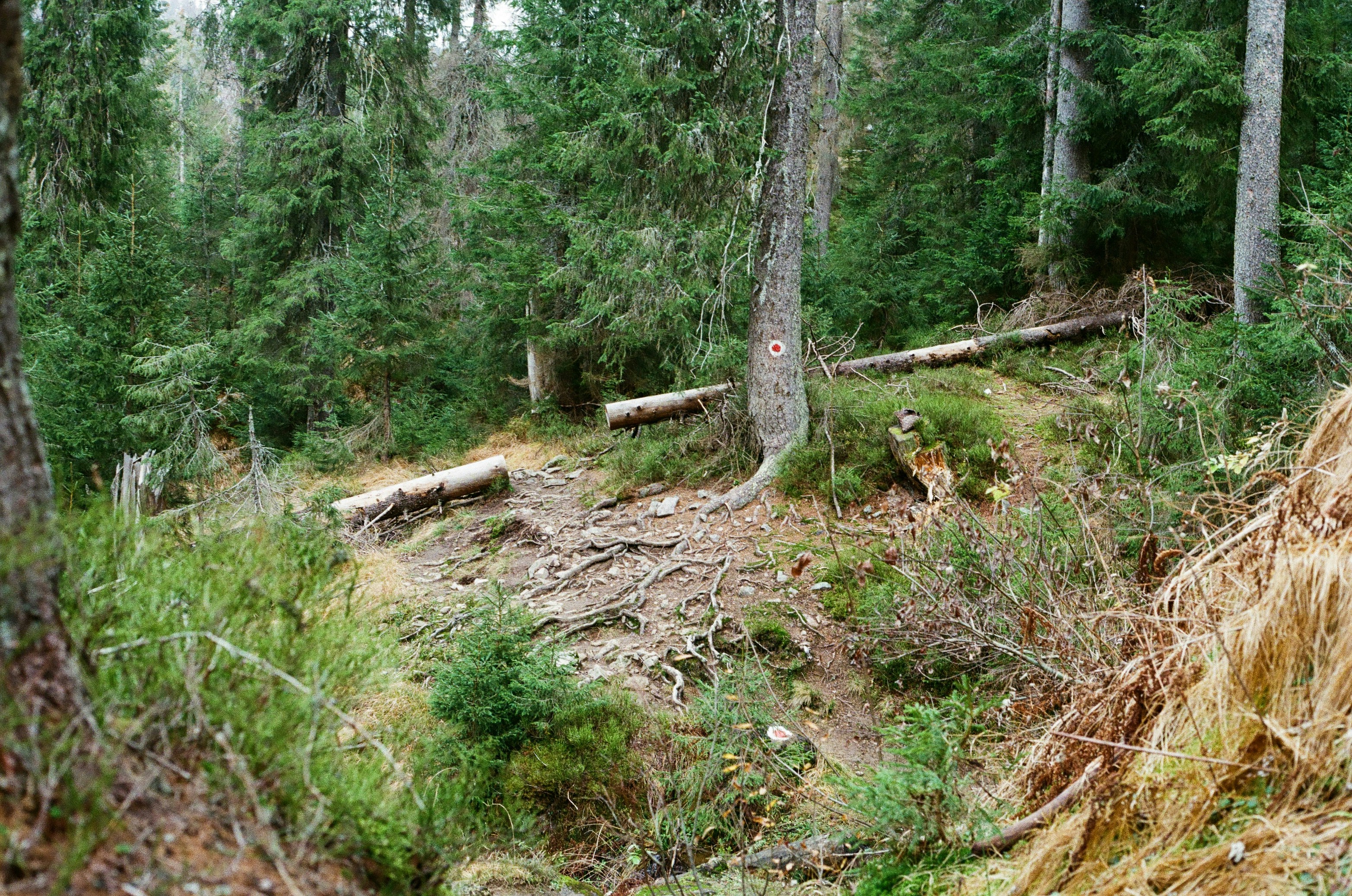 Natural decomposition process in forest setting - terramation