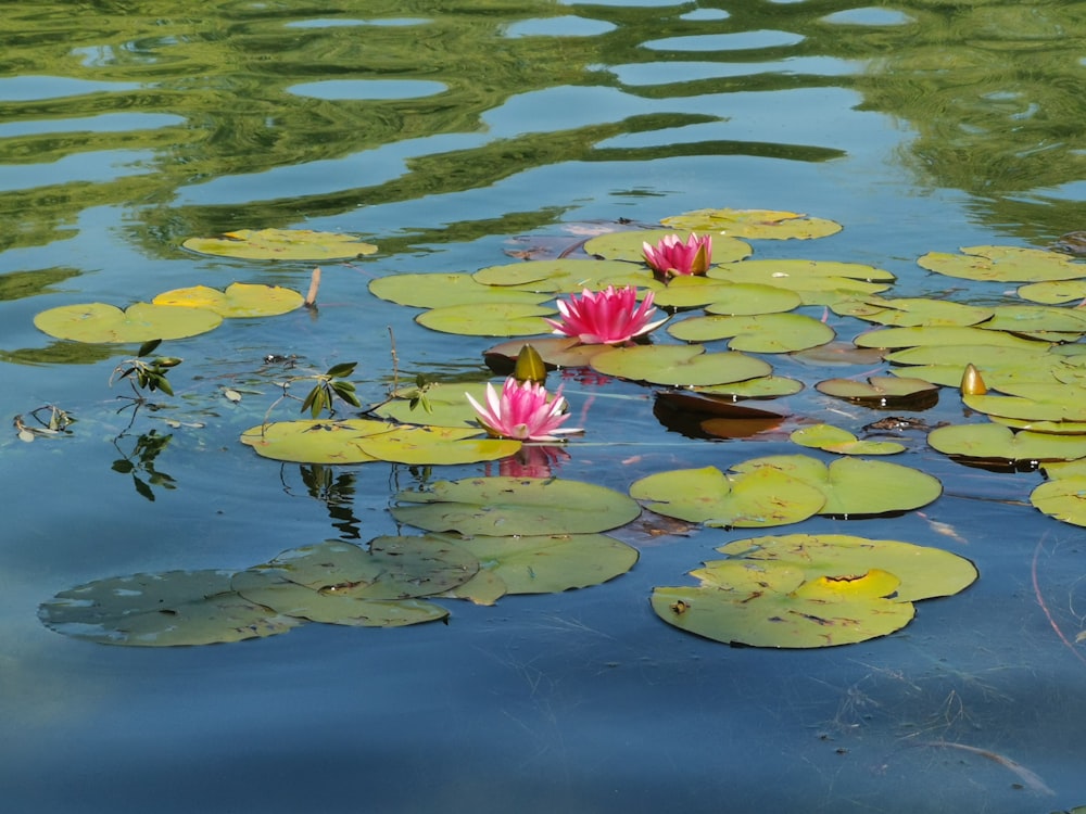 pink flowers floating on water