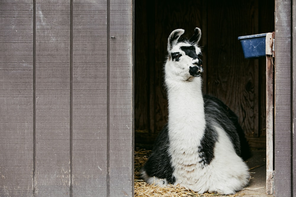 a panda in a barn