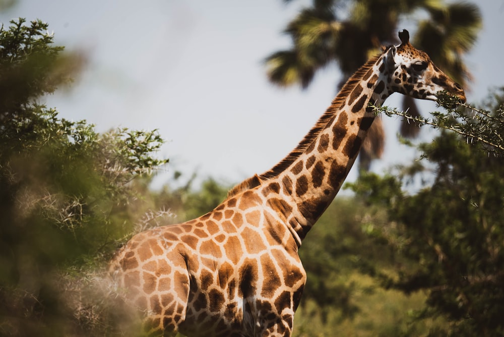 a giraffe eating leaves