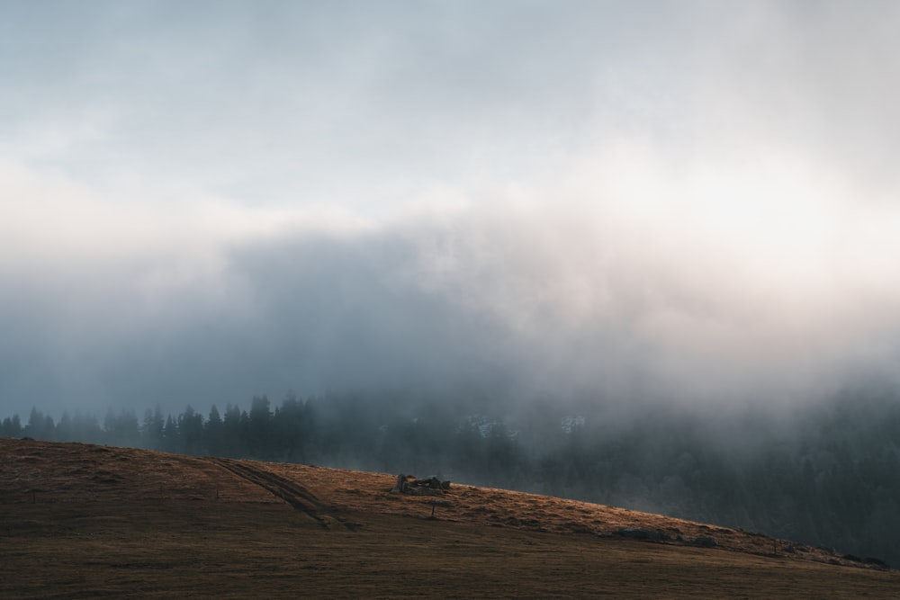 a foggy landscape with trees