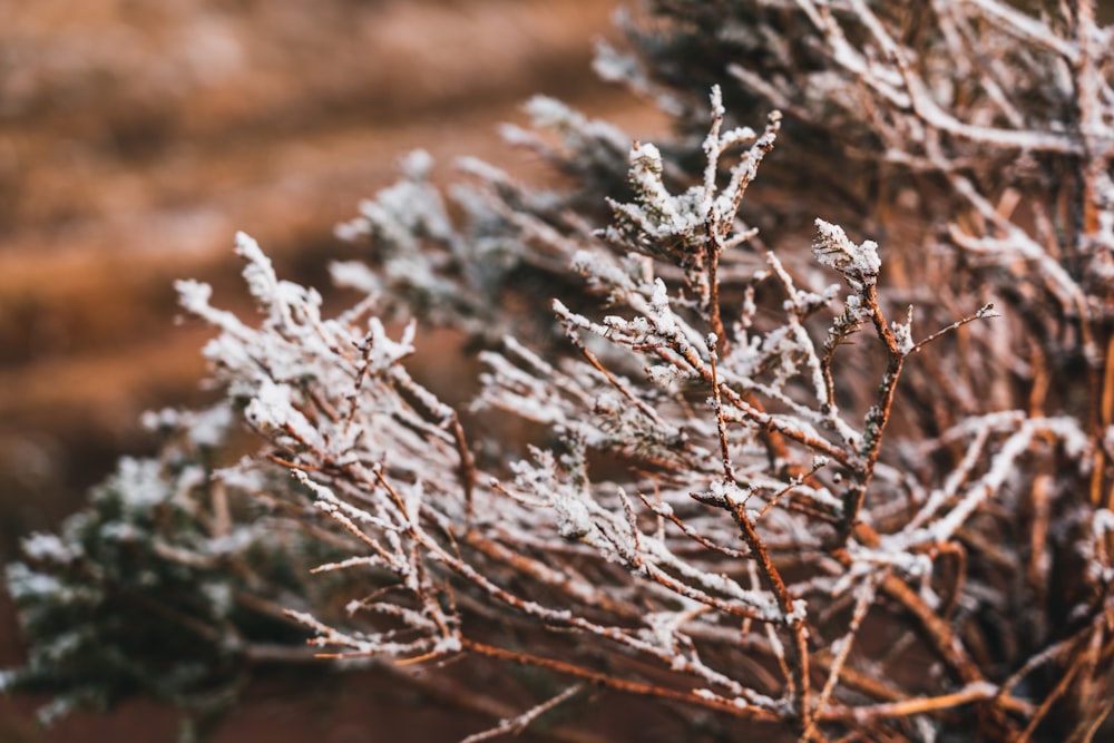 a close up of a plant