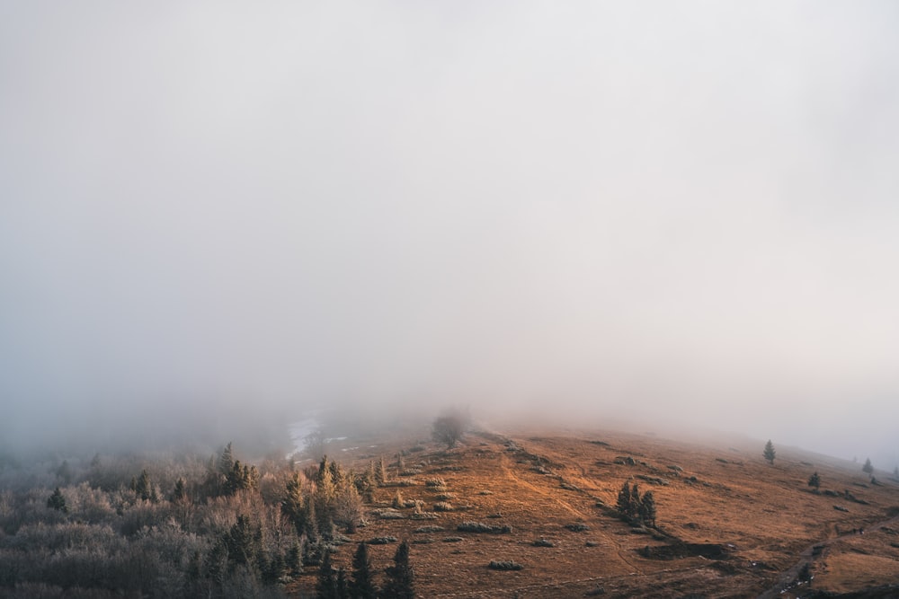 a foggy landscape with trees