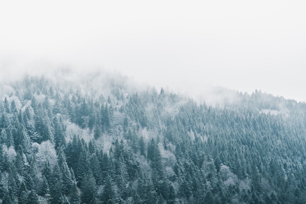 Una foresta di alberi