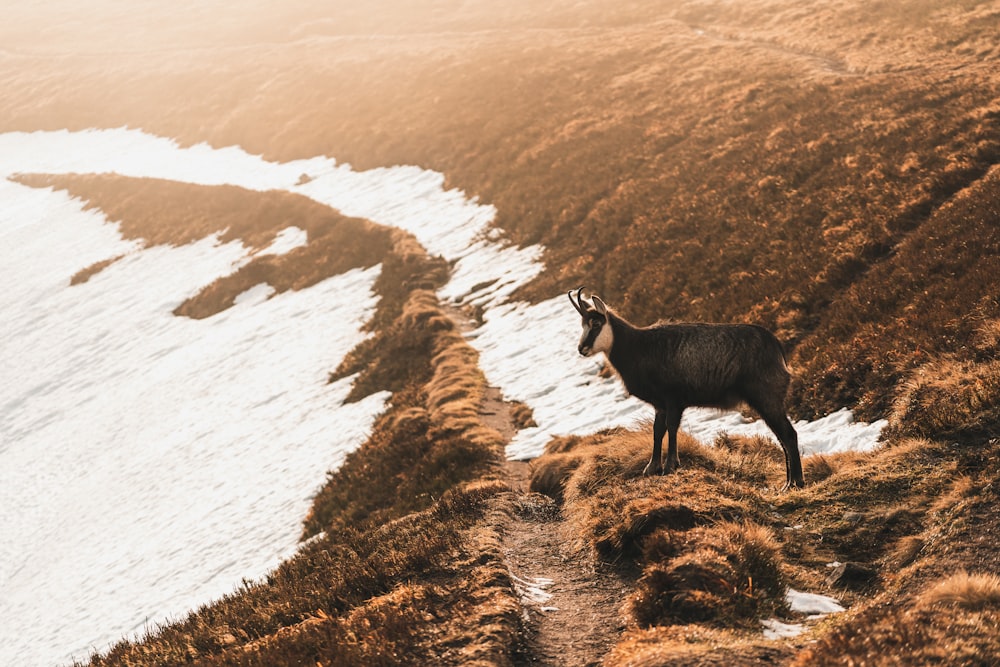 a goat standing on a hill