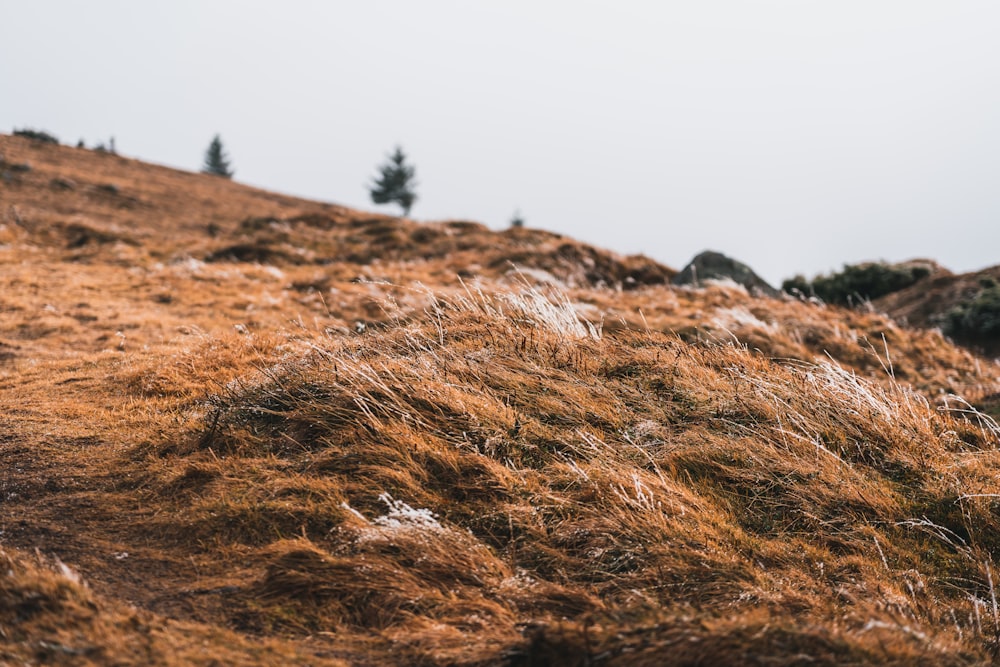 a grassy hill with trees on it