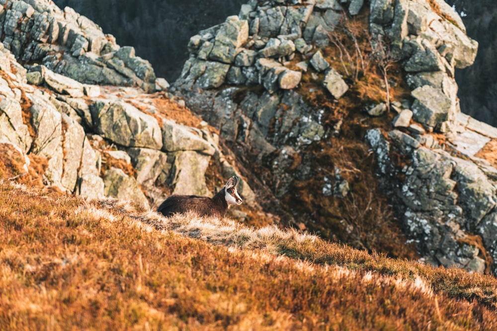 a fox in a rocky area