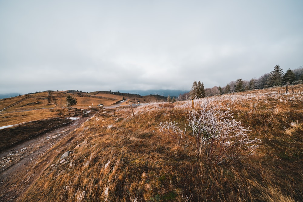 a dirt road with grass and trees on the side