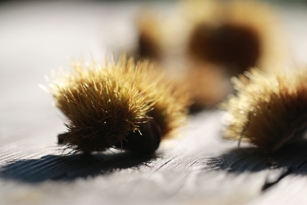 a close up of a caterpillar