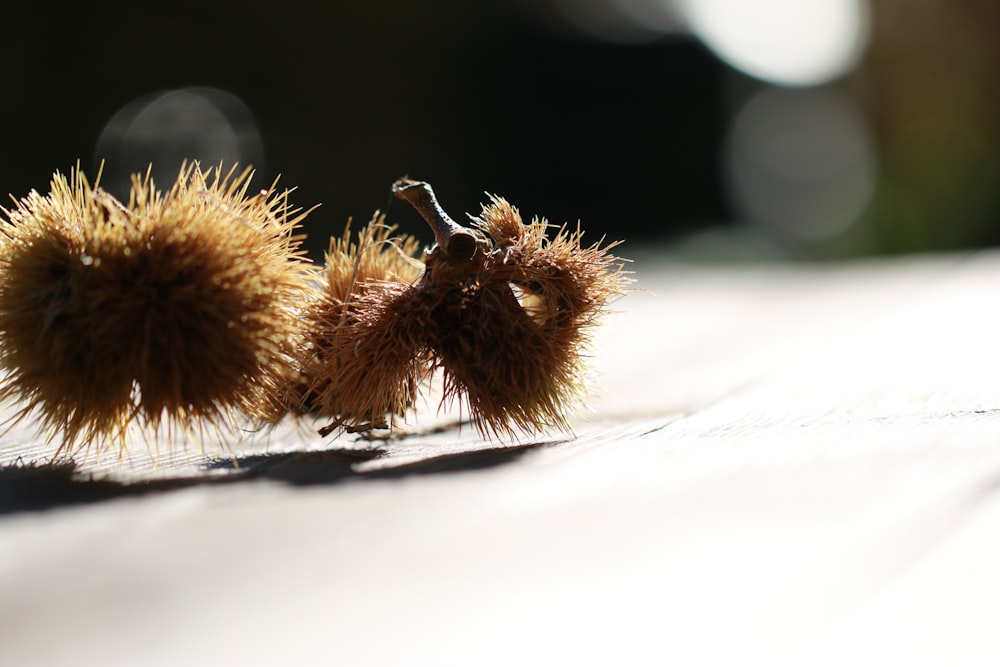 a close up of a bee