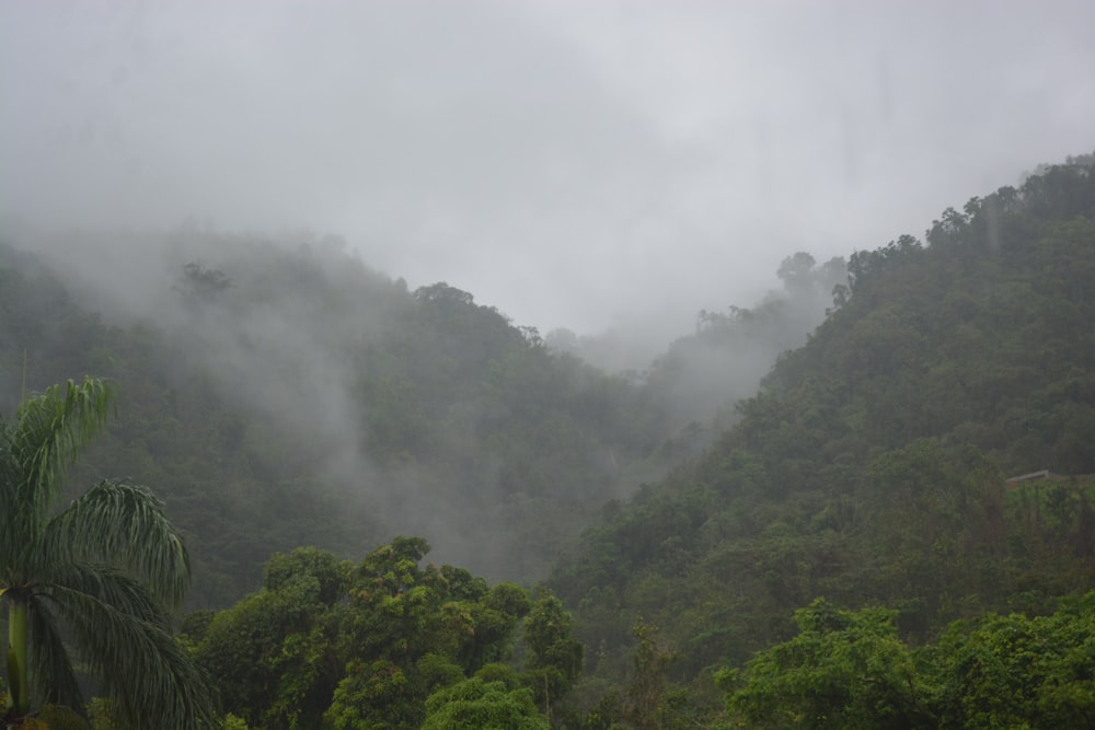 a forest of trees