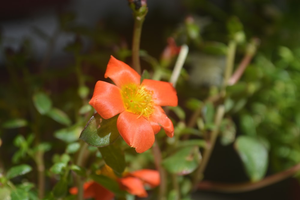 a flower with leaves