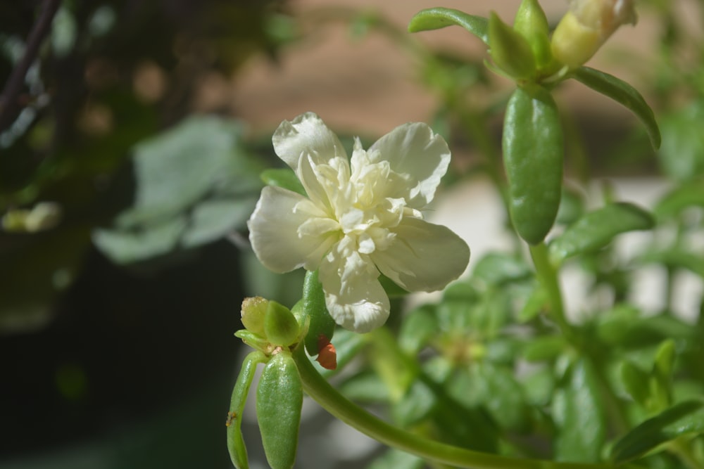 a close up of a flower