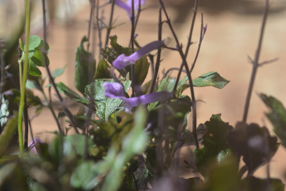 a purple flower on a plant