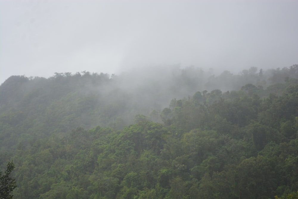 a forest of trees