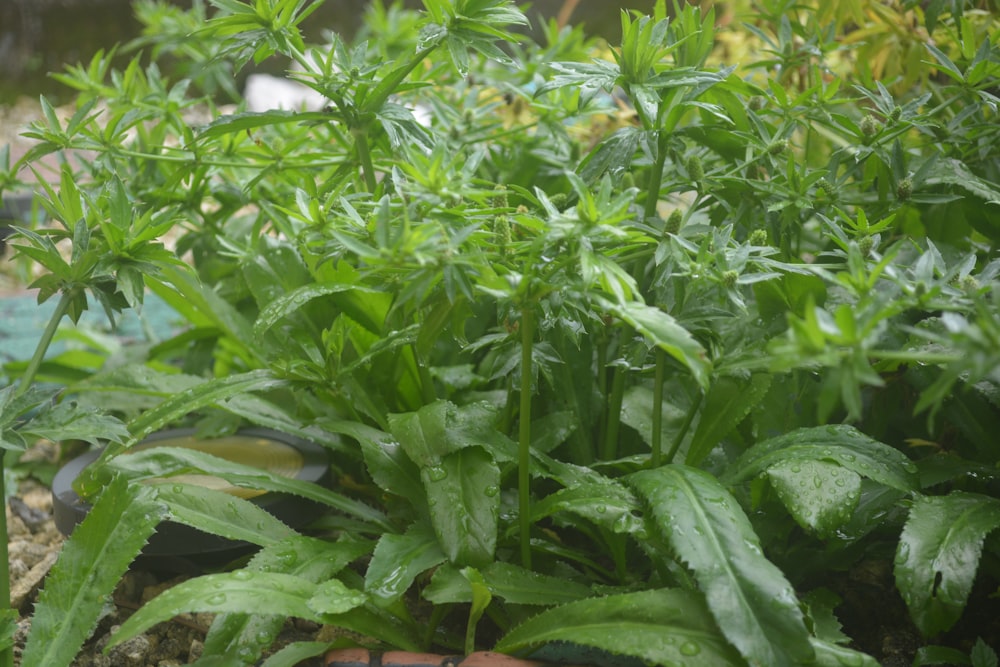 a close-up of some plants