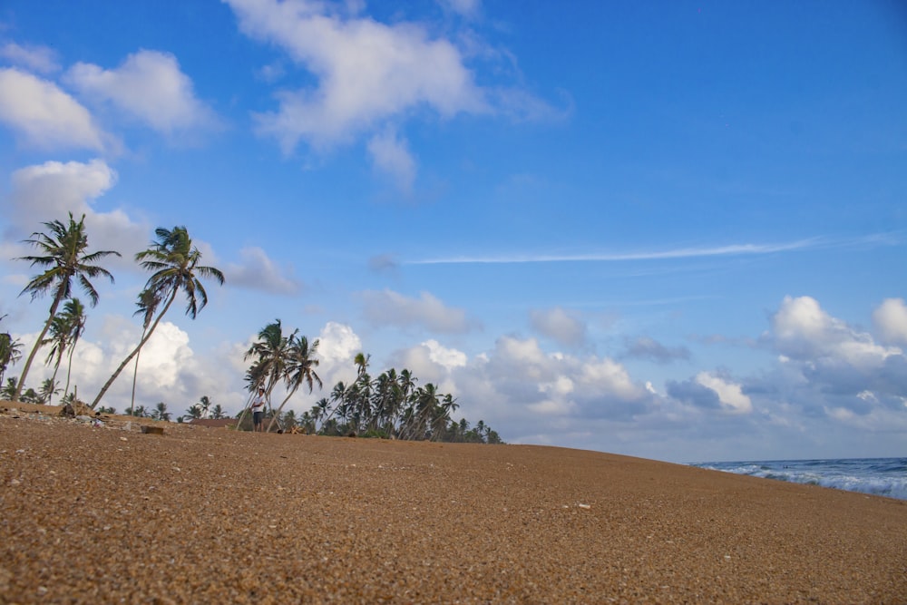 a sandy beach with palm trees