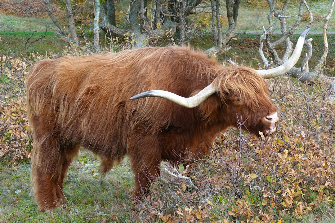Horní Radouň - Čihadlo