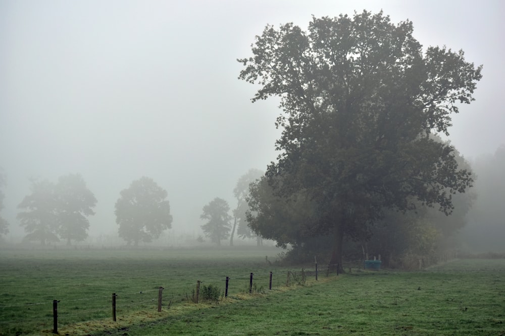 a foggy field with trees