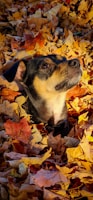 A playful chocolate dachshund with fiery fur running through autumn leaves, drawn with soft, warm colors.