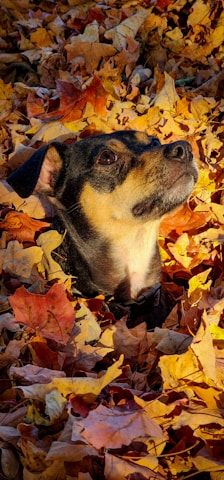 A playful chocolate dachshund with fiery fur running through autumn leaves, drawn with soft, warm colors.