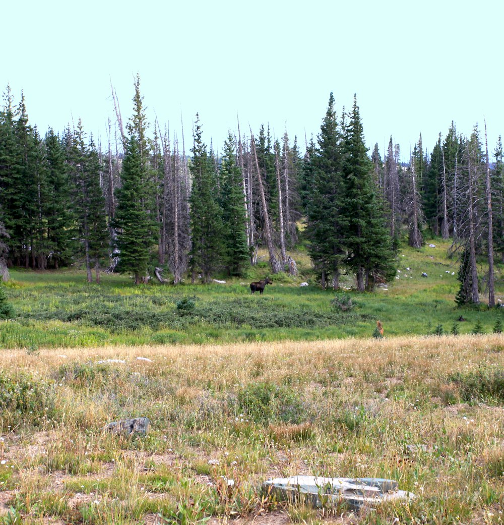 a grassy field with trees in the background