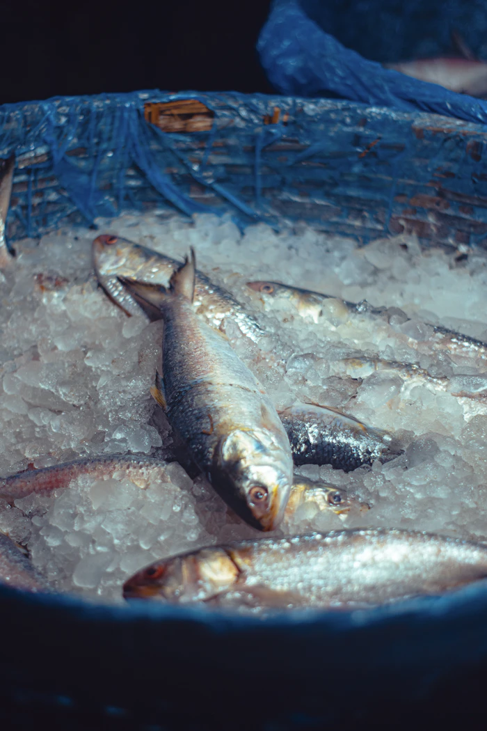 Fresh whole fish resting on crushed ice