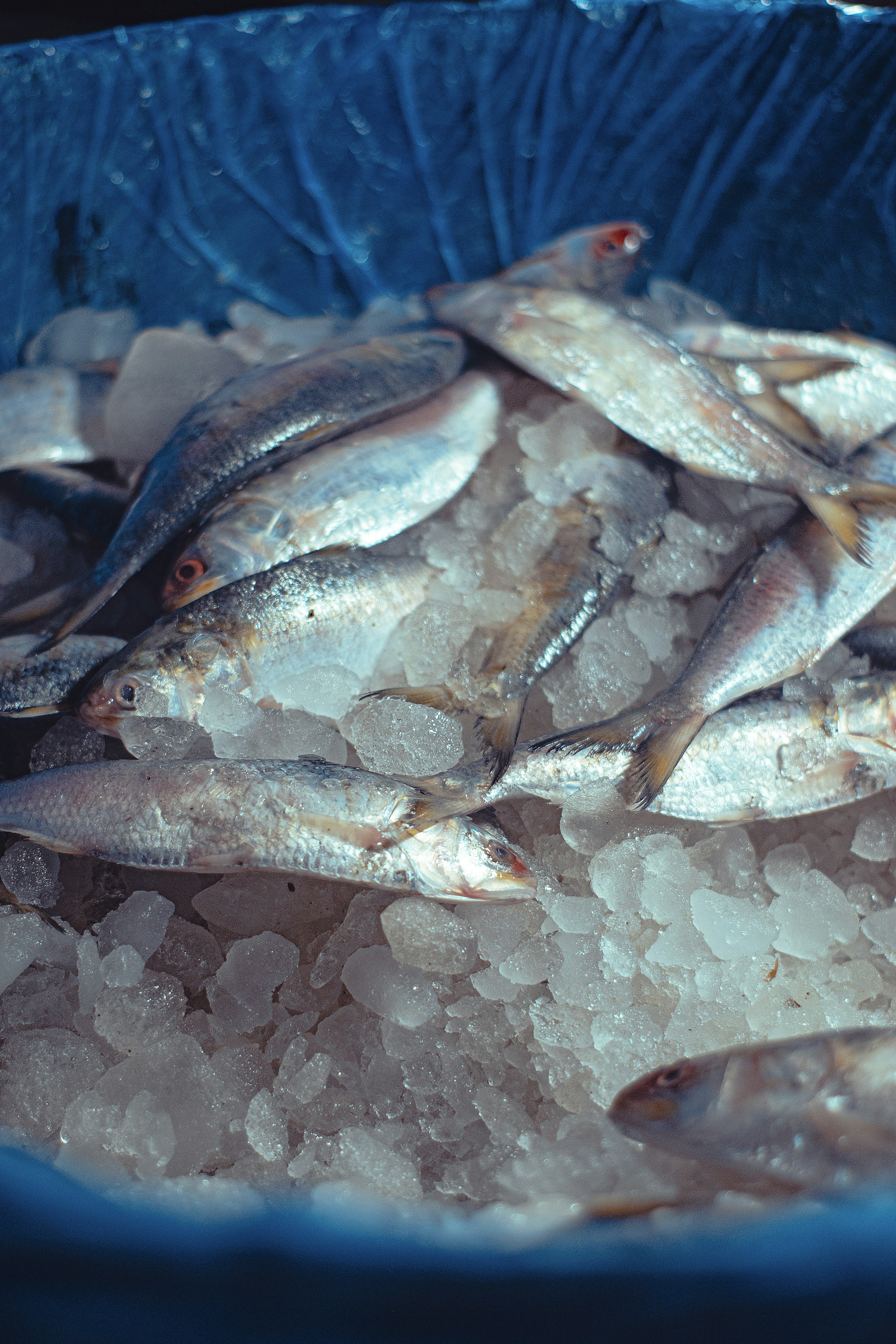 Frozen Fish image 5