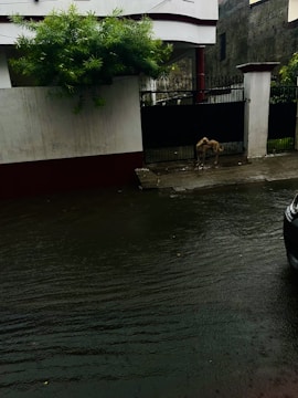 A flooded street with a black gate and a concrete wall. A dog stands near the gate, while a car partially enters the frame from the right. Water covers the road, creating a reflective surface. Lush green foliage hangs over part of the wall.
