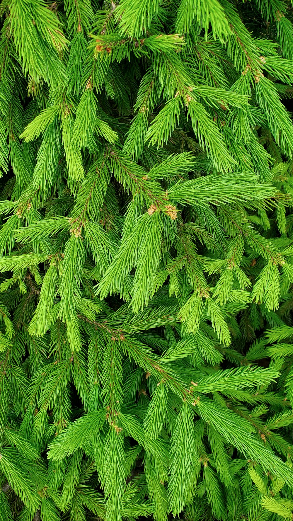 a close up of a tree